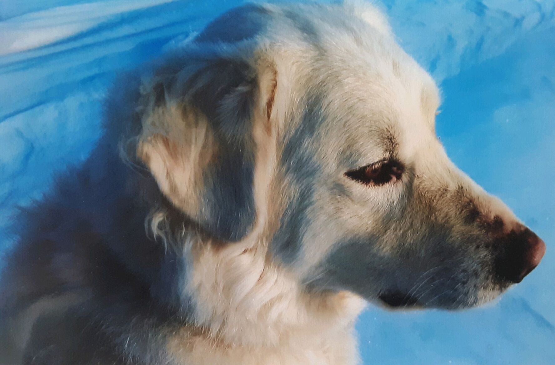 Gentle giant